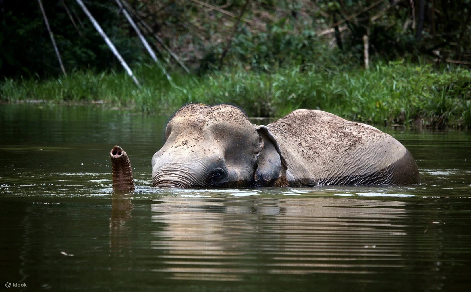 A Phuket elephant sanctuary