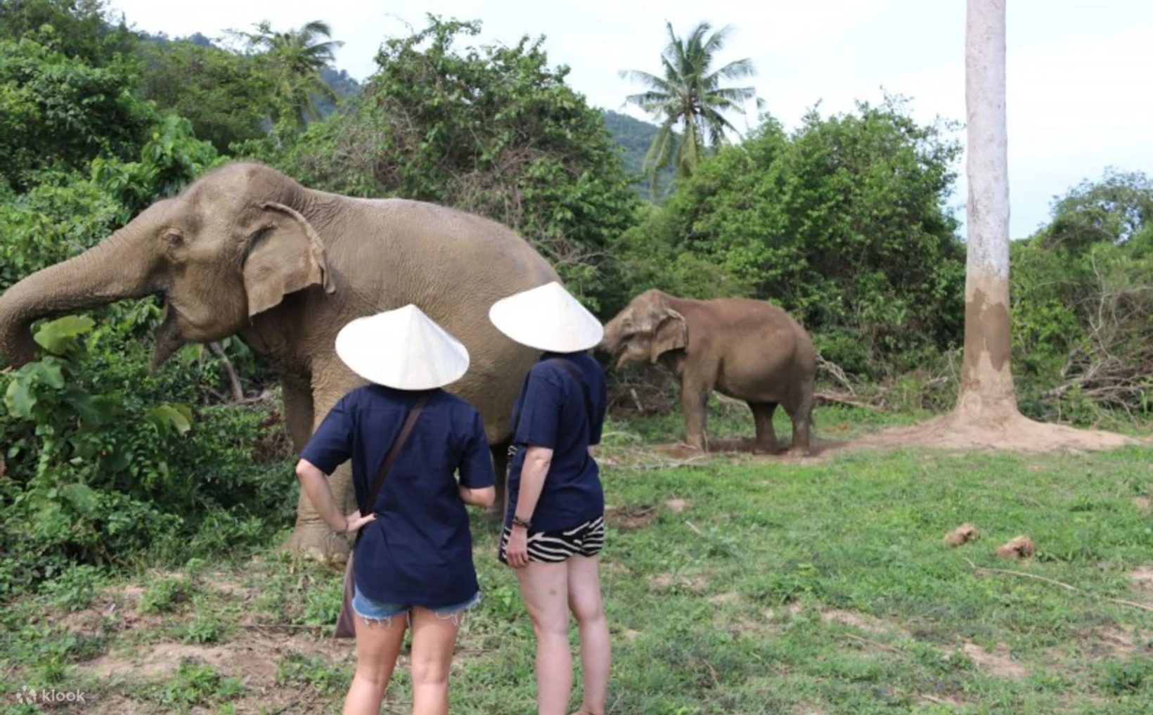Samui Elephant Home